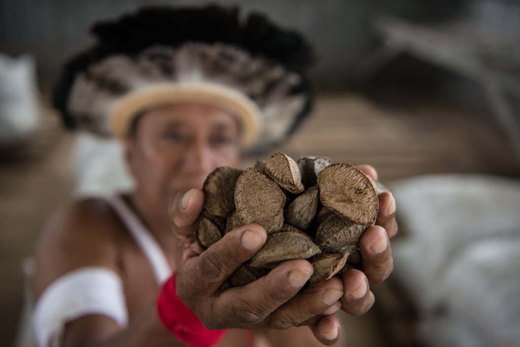 Indígena do povo gavião com cocar segurando nas duas mãos um punhado de castanhas do brasil