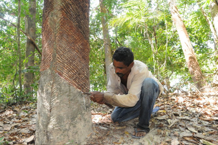 Seringueiro, rubber tree tapper