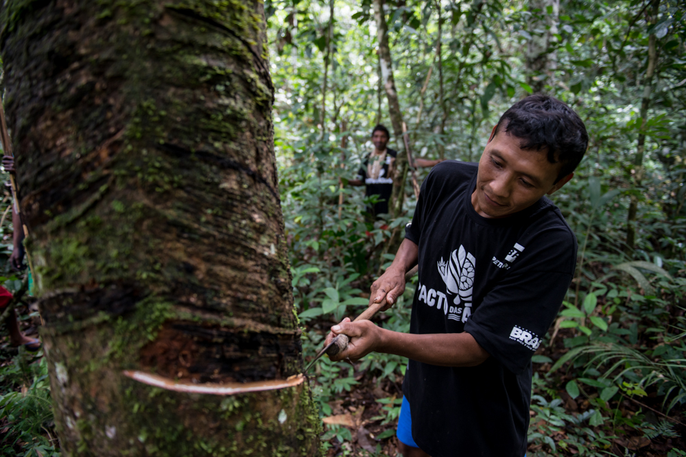 A imagem mostra um homem fazendo a sangria em uma seringueira.